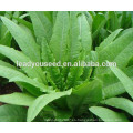 MIL01 Changye enfermedad China resistente semillas de lechuga para plantar
